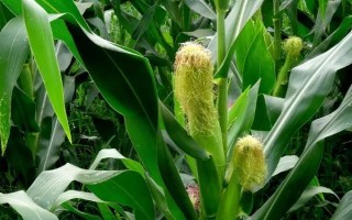 罕玉339玉米品種的特性，栽培密度4500株/畝