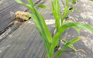仲甜8號玉米種子介紹，注意防治絲黑穗病和瘤黑粉病