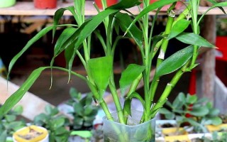 富貴竹屬于喜陰還是喜陽植物，適合生長在有散光的半陰處