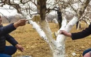 果樹早春受到凍害怎么補救，增施肥料可恢復樹勢