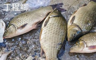 鯽魚(yú)的刺多嗎，身體較小但具有較多魚(yú)刺