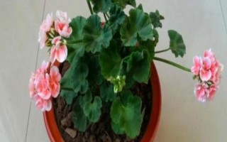 木芙蓉怎么養(yǎng)殖，花芽分化期可追施1-2次磷肥