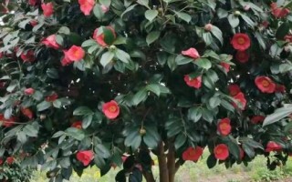 茶花根爛的原因，盆土、澆水、施肥不當(dāng)均會(huì)導(dǎo)致