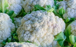 2月份適合種植的蔬菜，常見的有黃瓜、胡蘿卜、菠菜等