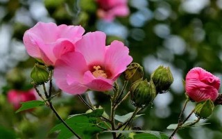 木槿花葉片掉完能不能活，根系保持健康便不會(huì)死亡
