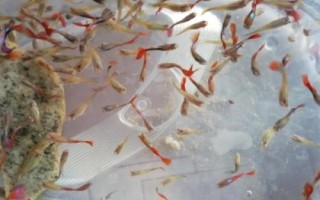 孔雀魚苗出生多久可以喂食，選擇一些容易消化的食物