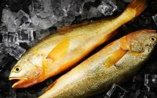東海黃魚(yú)是不是黃花魚(yú)，黃花魚(yú)又叫做黃魚(yú)