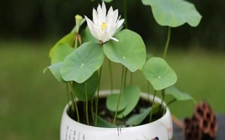 蓮花的養(yǎng)殖方法，每天的曬光時(shí)長(zhǎng)要超過(guò)7小時(shí)