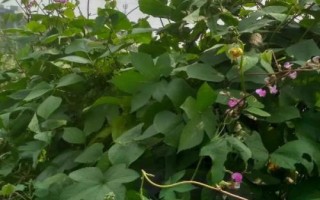 扁豆枯萎病介紹，發(fā)病時(shí)莖部會(huì)開裂