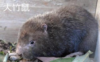 竹鼠的簡介，種類較多