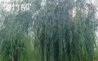 柳樹有哪些品種，包括旱柳、垂柳、白柳、爆竹柳等種類