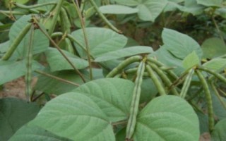 種植紅小豆的時間和方法，一般在5-6月份種植