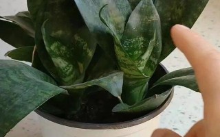 虎皮蘭葉子變軟的原因，可能是光照太強(qiáng)或澆水過于頻繁導(dǎo)致的