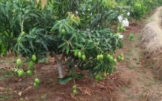 芒果栽種要點(diǎn)，開(kāi)花期要提供充足的水分