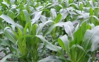成單719玉米品種的特性，確保密度
