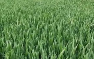 小麥旺長(zhǎng)有哪些危害，容易遭受凍害還容易發(fā)生病蟲害