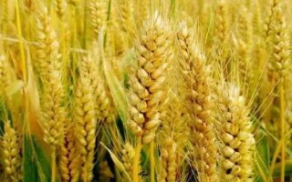 恒進(jìn)麥9號(hào)小麥種子簡(jiǎn)介，適宜播種期10月10―20日