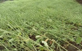 油菜為什么會僵苗，是受到干旱漬害、缺肥、病蟲害等因素的影響