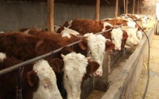 養(yǎng)100頭牛需要投資多少錢，大約合計(jì)1251000元左右