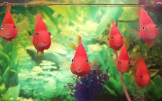 養(yǎng)魚可以用什么水，井水、江河湖水、泉水都可以