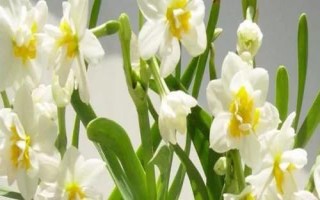 洋水仙怎么養(yǎng)殖，上盆后要轉(zhuǎn)移至半蔭處