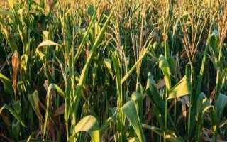 宏育29號玉米品種的特性