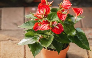 夏季怎么對(duì)紅掌澆水，每天均可澆一次