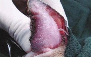 犬貓耳的撕裂創(chuàng)臨床癥狀，會出現(xiàn)軟骨組織損傷