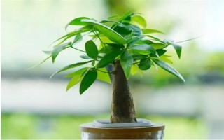 發(fā)財(cái)樹使用多少粒復(fù)合肥，株高1米可使用5-8粒