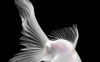 金魚的魚鰭數(shù)量，分為尾鰭、臀鰭、背鰭、腹鰭、胸鰭這5個