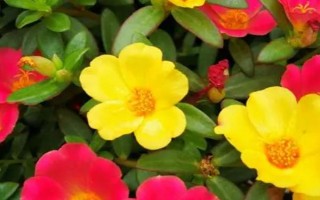 午時(shí)花是什么品種，屬于梧桐科一年生草本植物