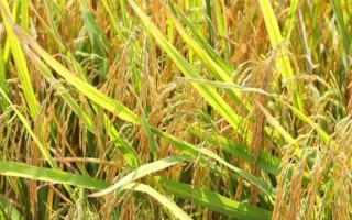 豐兩優(yōu)6號(hào)水稻種子介紹，全生育期136天左右