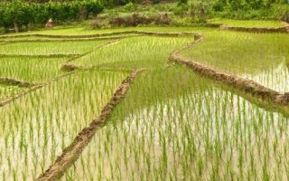 嘉香糯1號水稻種子特征特性，每畝有效穗數(shù)17.7萬