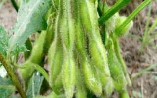 鐵豆120大豆品種的特性，中等以上肥力地塊上種植