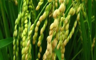 荃9優(yōu)106水稻品種簡介，每畝5萬穴
