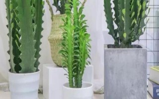 擺放龍骨花的禁忌，臥室、陰涼處、財神位都不能擺放