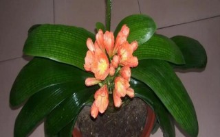 達(dá)木蘭怎么養(yǎng)殖，每天要曬光5小時(shí)左右
