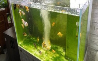 魚入缸幾天放硝化細(xì)菌，先養(yǎng)水再放魚