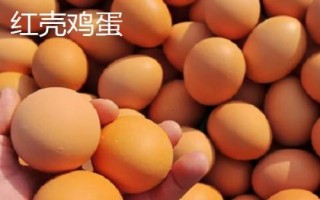 白殼雞蛋和紅殼雞蛋有什么區(qū)別，主要差異在于顏色不同