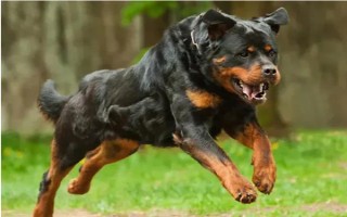 有哪些短毛大型犬，包括大丹犬、杜賓犬、羅威納犬等品種