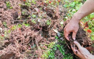 魚(yú)腥草怎么種植，按照20厘米的間距定植根莖