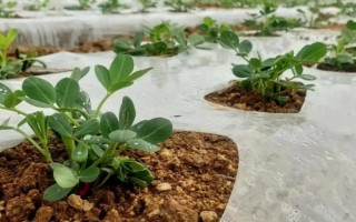 花生在幾月播種，在4-5月的時(shí)候種植