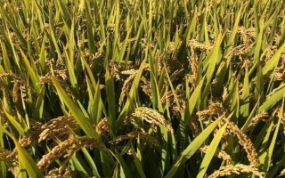群優(yōu)519水稻種子簡介，注意防治稻瘟病