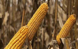 凱育8玉米種子特征特性，適宜播期為6月26日之前
