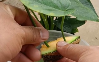 能否用椰糠種植白掌，保水和保肥性較好適合作為種植基質(zhì)