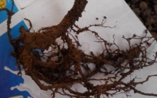 茶花根爛的原因，盆土、澆水、施肥不當(dāng)均會(huì)導(dǎo)致