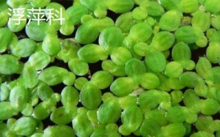 什么草草魚(yú)喜歡吃，以植物根莖、枝葉、果實(shí)等為食