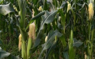 齊單838玉米種子特征特性，適宜密度為每畝4500株左右
