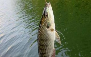 羅非魚(yú)為什么不開(kāi)口，氣壓驟降會(huì)降低羅非魚(yú)的攝食積極性