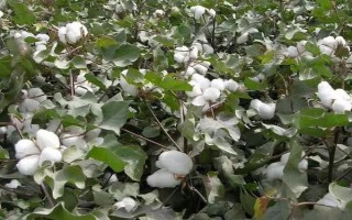 魯棉研30號(hào)棉花品種簡(jiǎn)介，屬中早熟品種